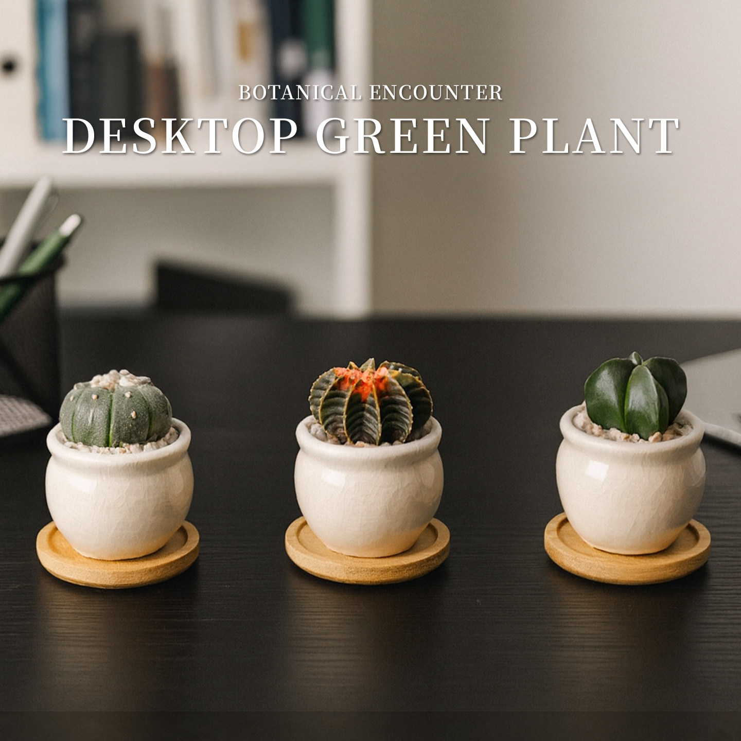 迷你仙人球星兜万重山多肉植物办公室内桌面仙人掌科绿植花卉盆栽,鲜花速递/花卉仿真/绿植园艺,多肉植物,淘宝优惠券,粉丝福利购,淘宝优惠卷