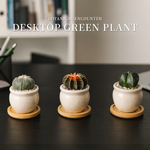 迷你仙人球星兜万重山多肉植物办公室内桌面仙人掌科绿植花卉盆栽