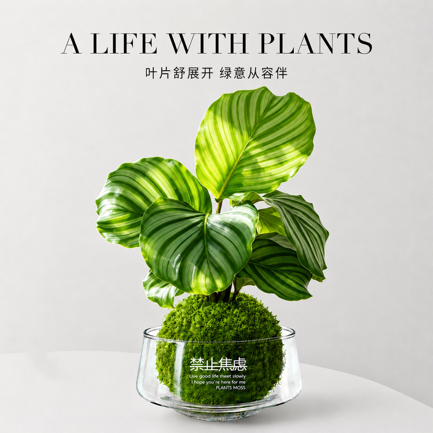 青苹果竹芋水培苔藓球植物图片