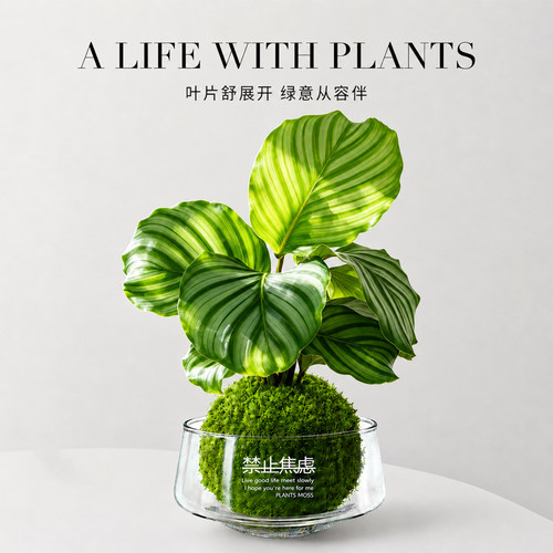 青苹果竹芋水培苔藓球植物