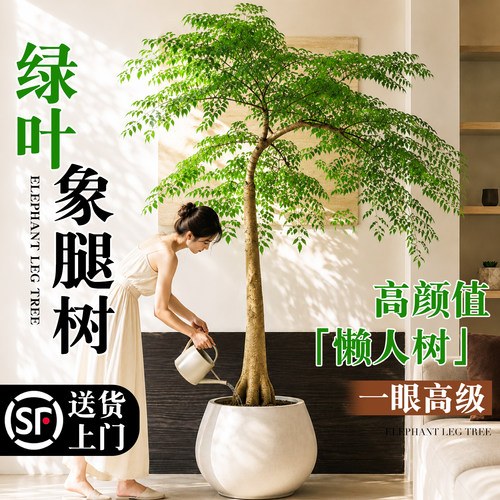 高级感象腿树客厅大盆栽