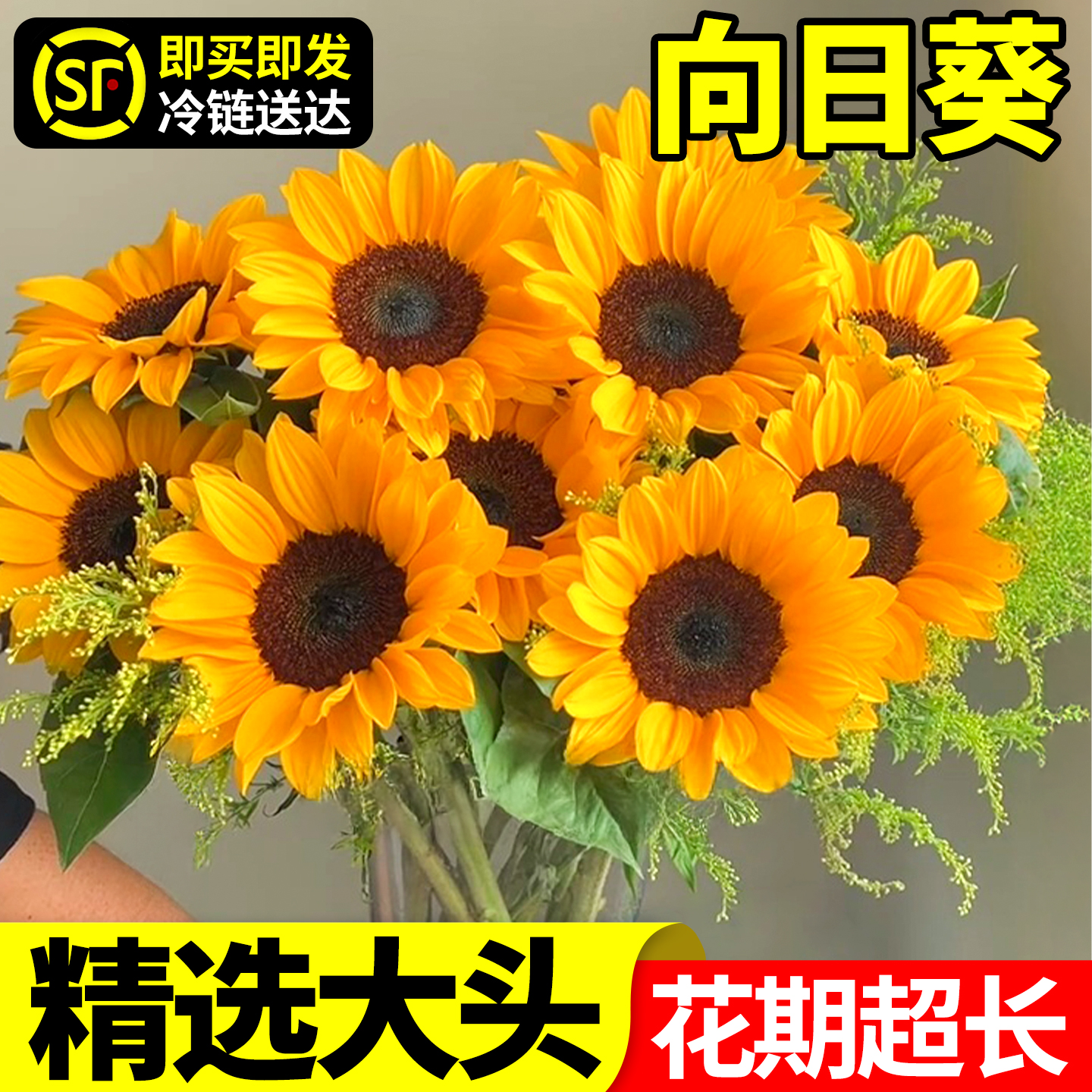 向日葵鲜花云南基地直发大花水培鲜切花期长泰迪绿心真花材插花束