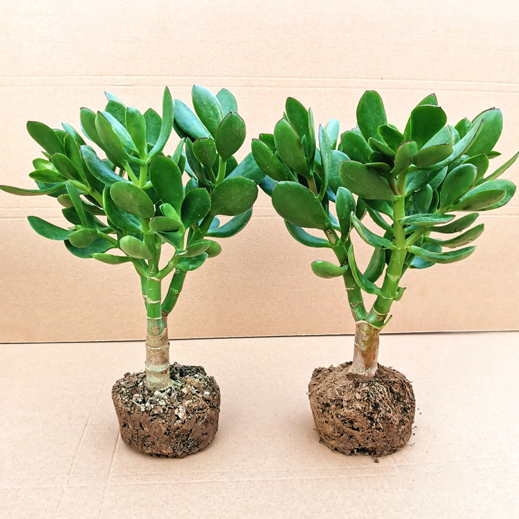 多肉植物玉树小盆栽老桩带花卉金枝玉叶大颗姬红花月吸财树好养活,鲜花速递/花卉仿真/绿植园艺,多肉植物,淘宝优惠券,粉丝福利购,淘宝优惠卷