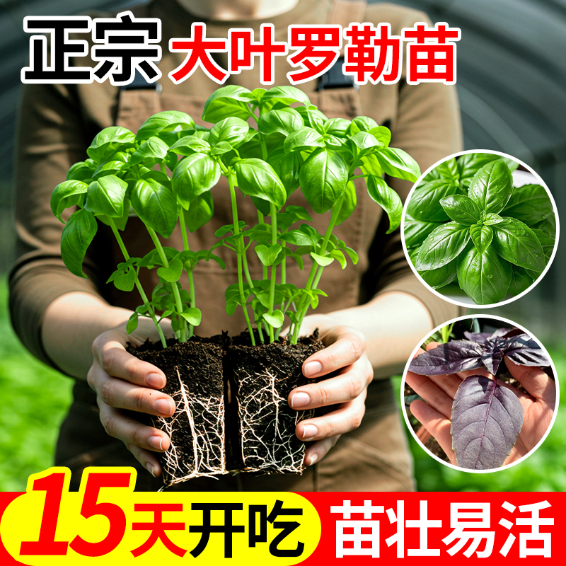 大叶罗勒苗秧带土球香草九