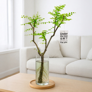 小叶女贞水培植物鲜切枝办公室内插花卉老桩造型绿植客厅长期好养