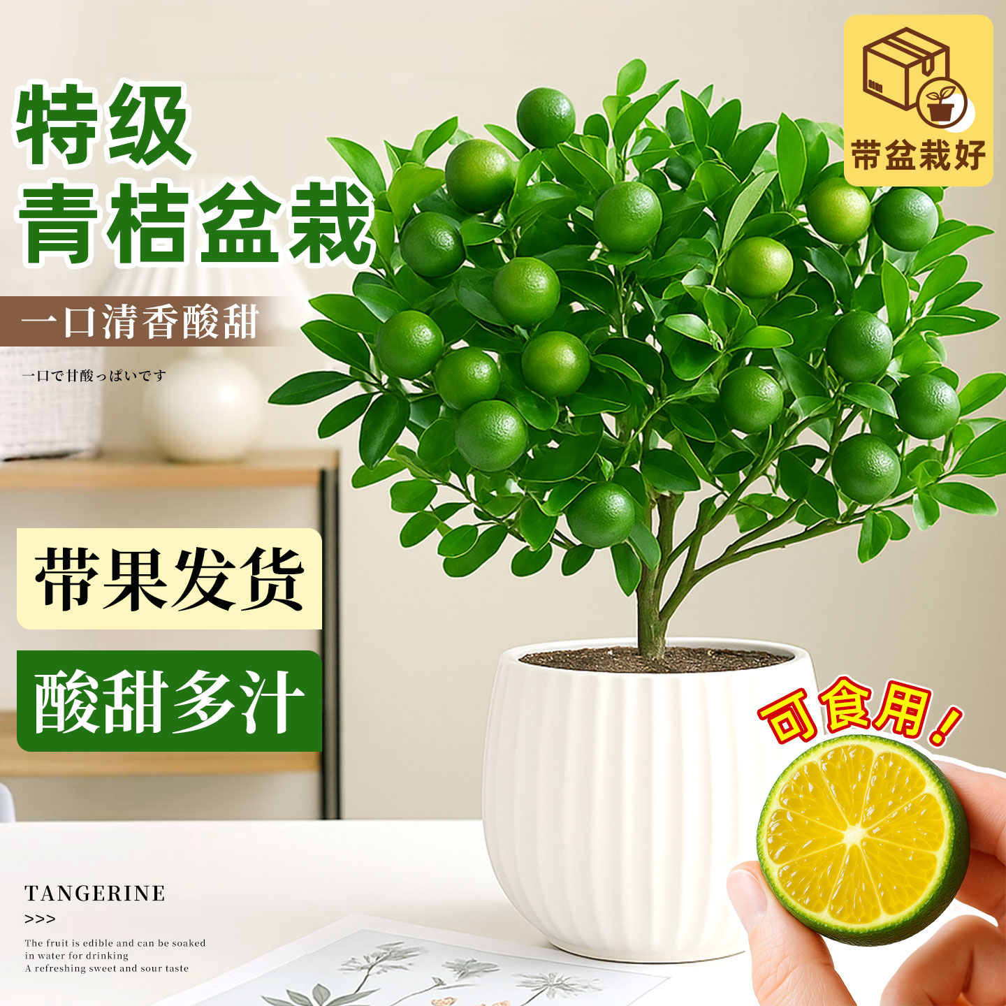 海南小青桔盆栽阳台庭院室内四季带果金桔小青柠檬橘子树苗绿植物