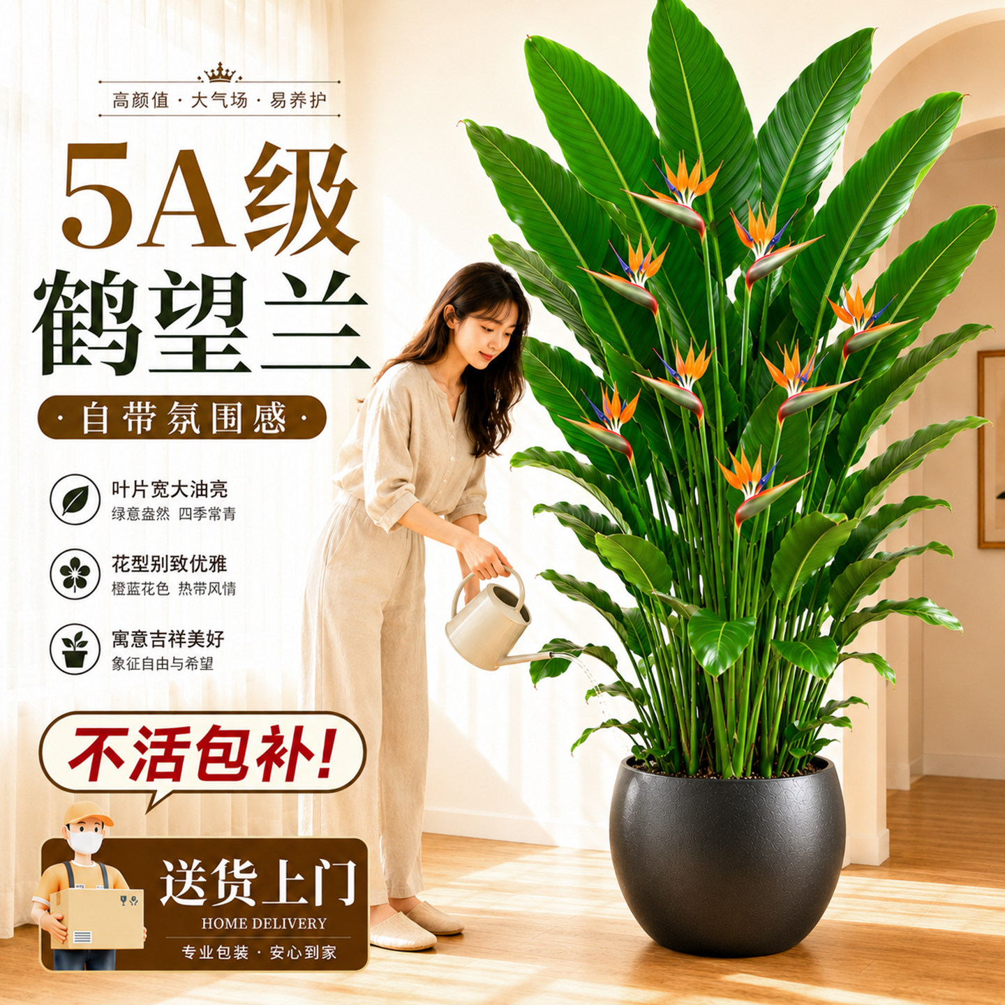 天堂鸟客厅绿植鹤望兰盆栽图片