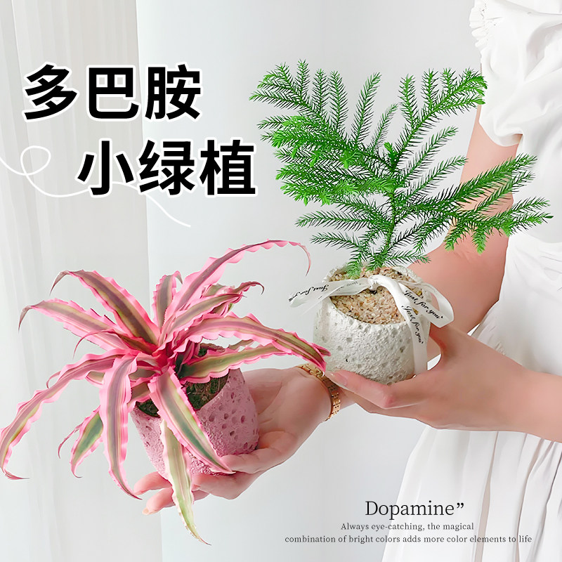 姬凤梨南洋杉绿植多肉植物办公室内桌面小盆栽花卉高级感客厅四季图片