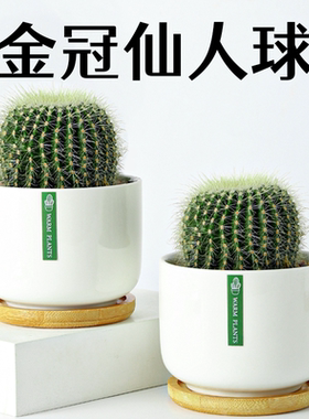金冠仙人球仙人掌高端盆栽办公室内阳台懒人好养花卉绿植多肉植物