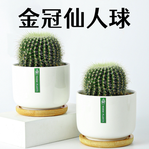 金冠仙人球仙人掌高端盆栽办公室内阳台懒人好养花卉绿植多肉植物