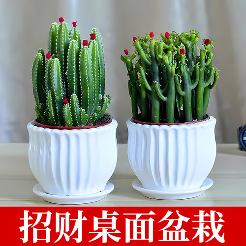 万重山光棍树多肉植物组合小盆栽绿植花卉办公室内桌面仙人掌招财