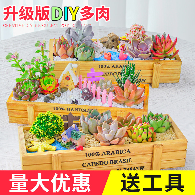 多肉植物组合室内小盆栽手工diy套餐幼儿园花微景观拼盘创意摆件,鲜花速递/花卉仿真/绿植园艺,多肉植物,淘宝优惠券,粉丝福利购,淘宝优惠卷