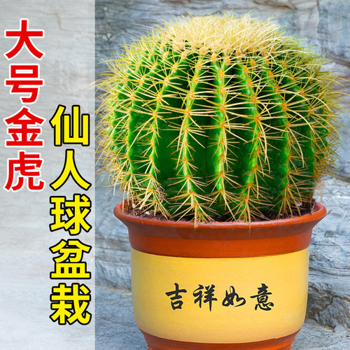 大金琥仙人球小盆栽仙人掌科多肉植物庭院绿植金虎带盆幼儿园好养