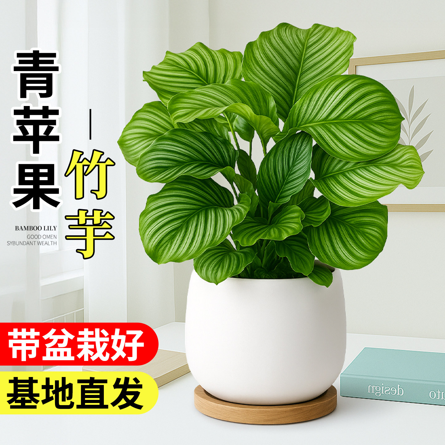青苹果竹芋盆栽新房办公桌面室内客厅绿植四季海芋高级感净化空气 - 实物图