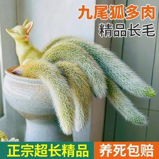 九尾狐多肉植物幼儿园小盆栽精品摆件白长软毛绿植阳台仙人掌科