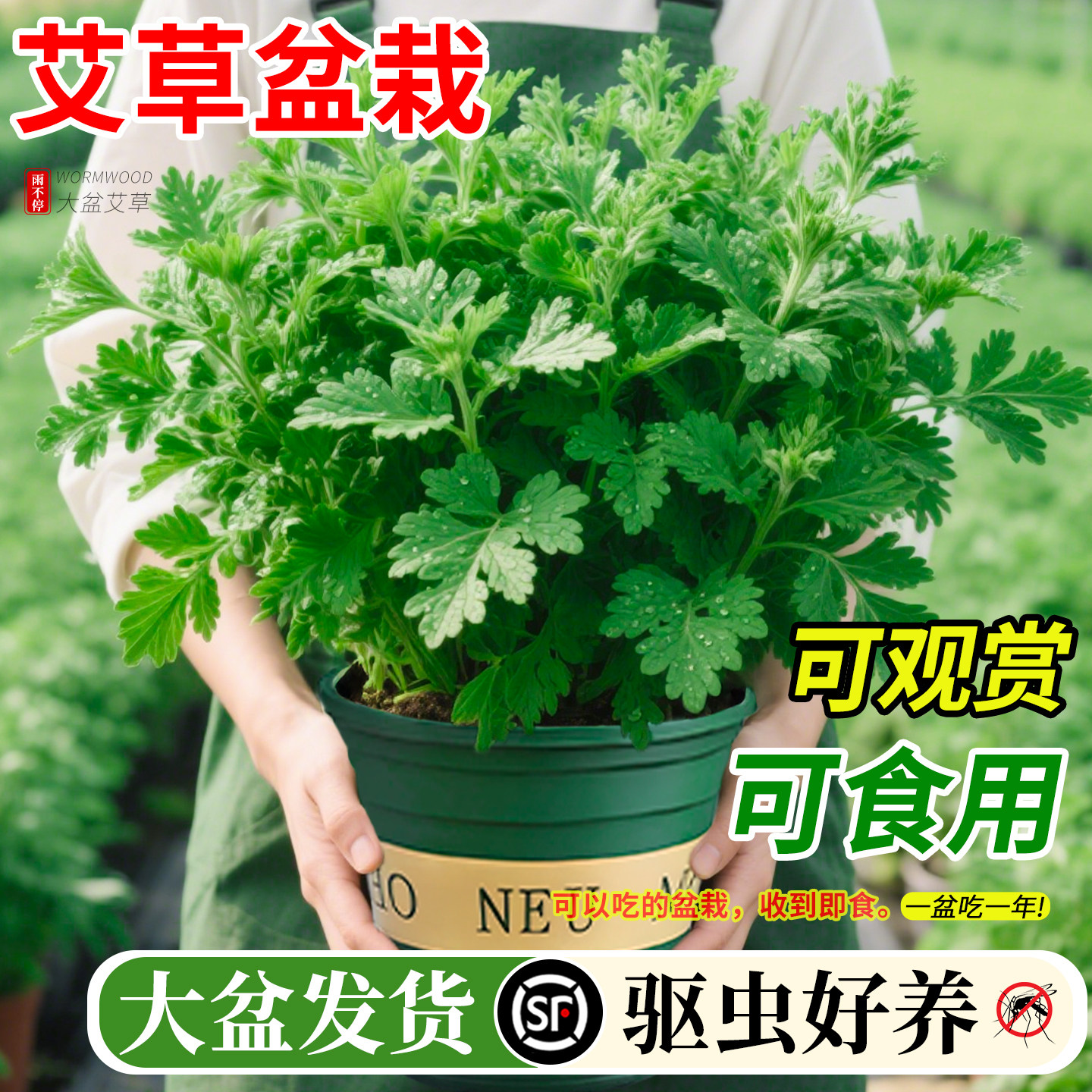 艾草盆栽驱蚊植物可食用新鲜艾草叶客厅室内桌面绿植香草艾蒿端午