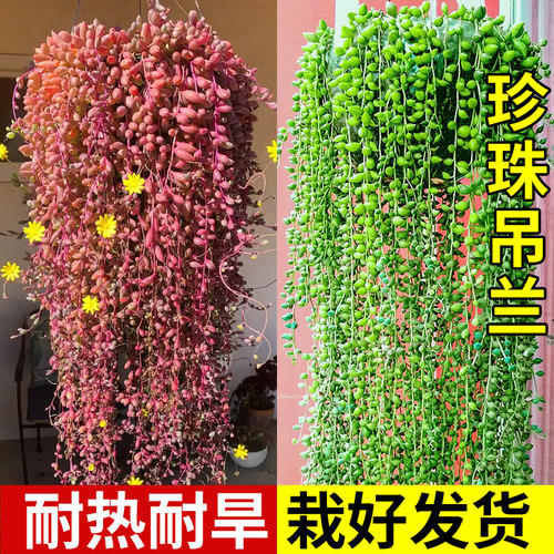 佛珠多肉植物精品紫玄月垂盆草吊兰情人泪含带花小盆栽幼儿园好养