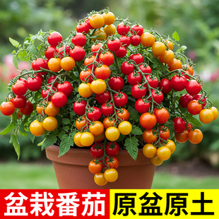 矮生小番茄苗秧黑珍珠蔬菜陽(yáng)臺(tái)帶花水果苗大盆栽四季 西紅柿圣女果