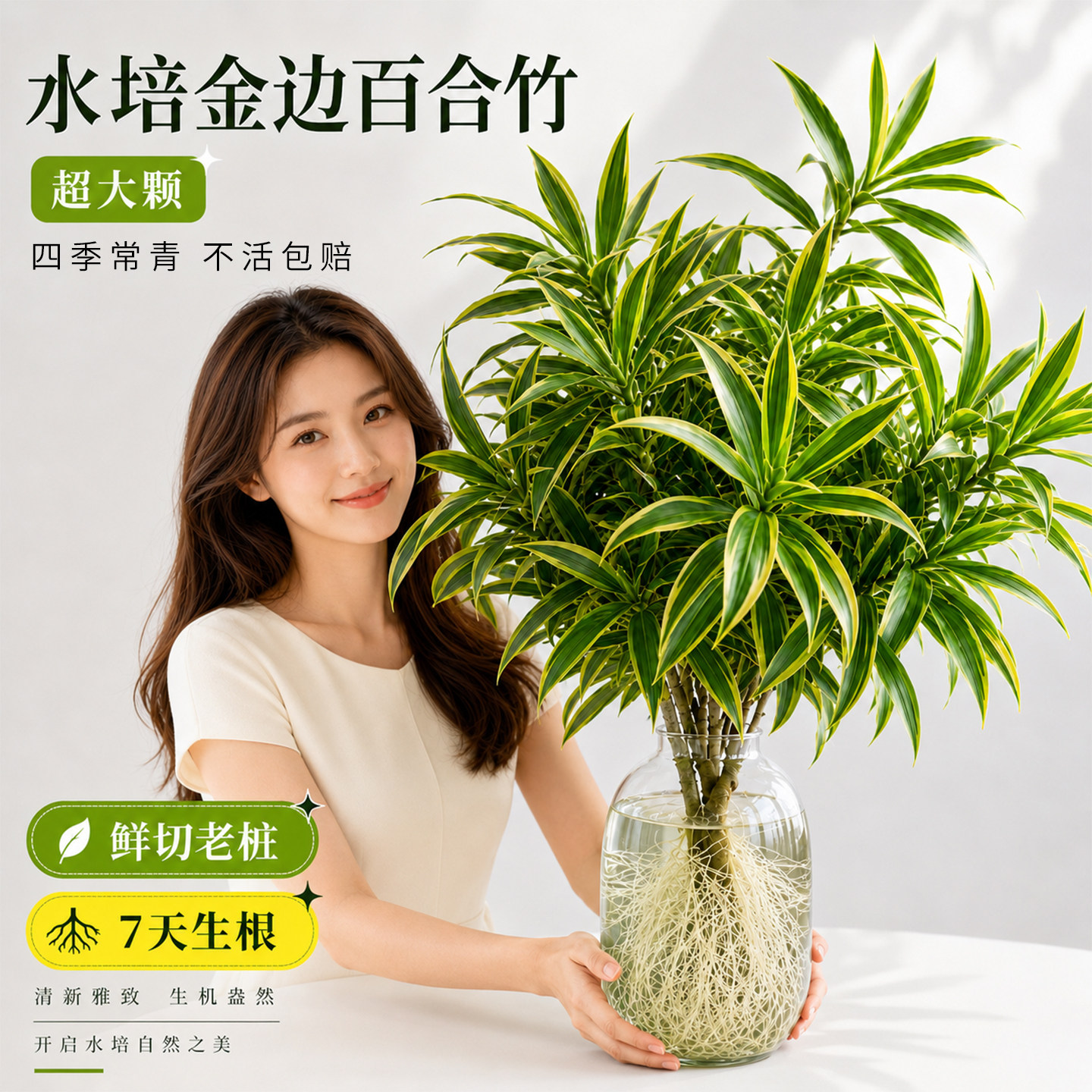 金边百合竹水培植物带根图片