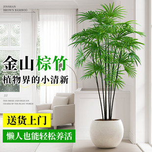 四季 金山棕竹大型绿植室内客厅大盆栽细叶竹子植物落地款 常青好养