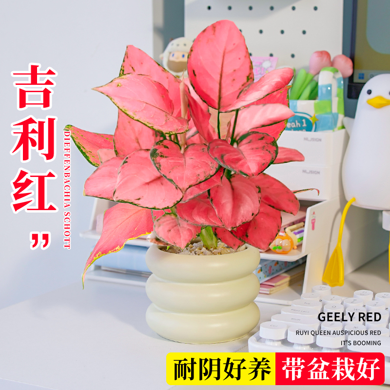 吉利红盆栽精品大颗进口如意皇后室内桌面水培四季花卉绿植物小苗