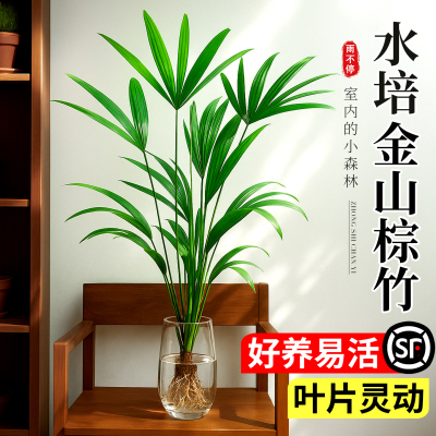 棕竹水培绿植客厅水养高