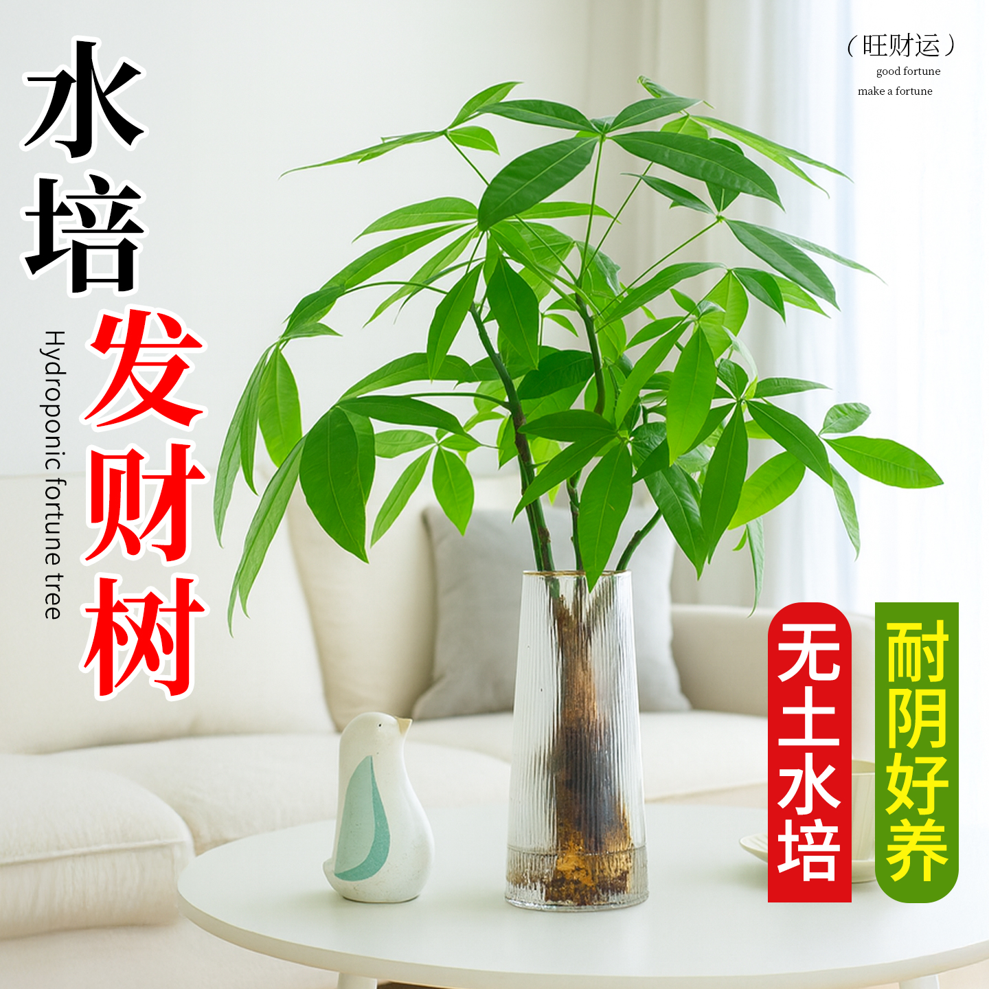 发财树水培植物招财旺财