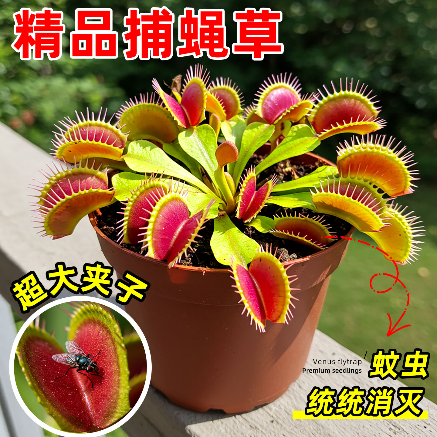 食虫绿植盆栽室内桌面捕虫好养活