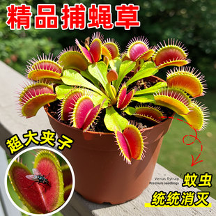 捕蝇草食虫植物盆栽猪笼草捕虫懒人好养室内桌面趣味驱蚊绿植