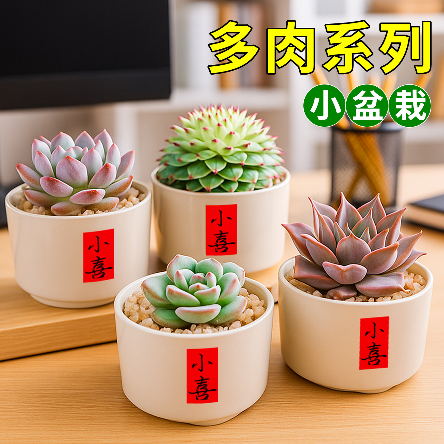 多肉植物小盆栽幼儿园组合绿植花卉名贵稀罕品种仙人球室内好养