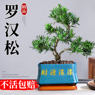 罗汉松老桩造型盆景大盆栽树苗树桩室内矮桩客厅招财旺财精品真树