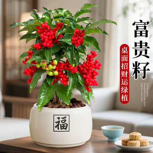 富贵籽盆栽金玉满堂植物耐寒大型绿植花卉盆景室内带果发货年宵花