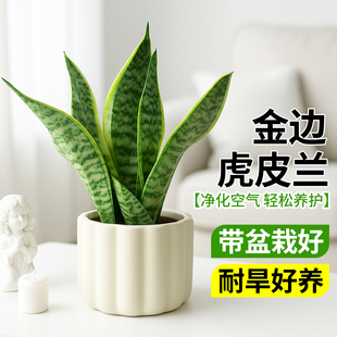 金边虎皮兰室内水培绿植客厅小盆栽花卉多肉植物净化空气懒人好养