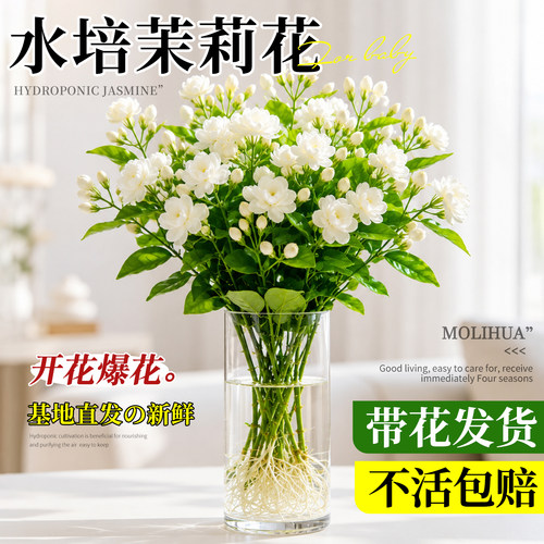 水培植物茉莉花盆栽室内花卉绿植客厅办公室桌面水养盆景四季好养