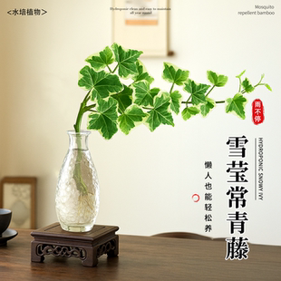 雪莹常春藤水培植物四季常青藤室内外好养活客厅阳台吊兰绿植爬藤