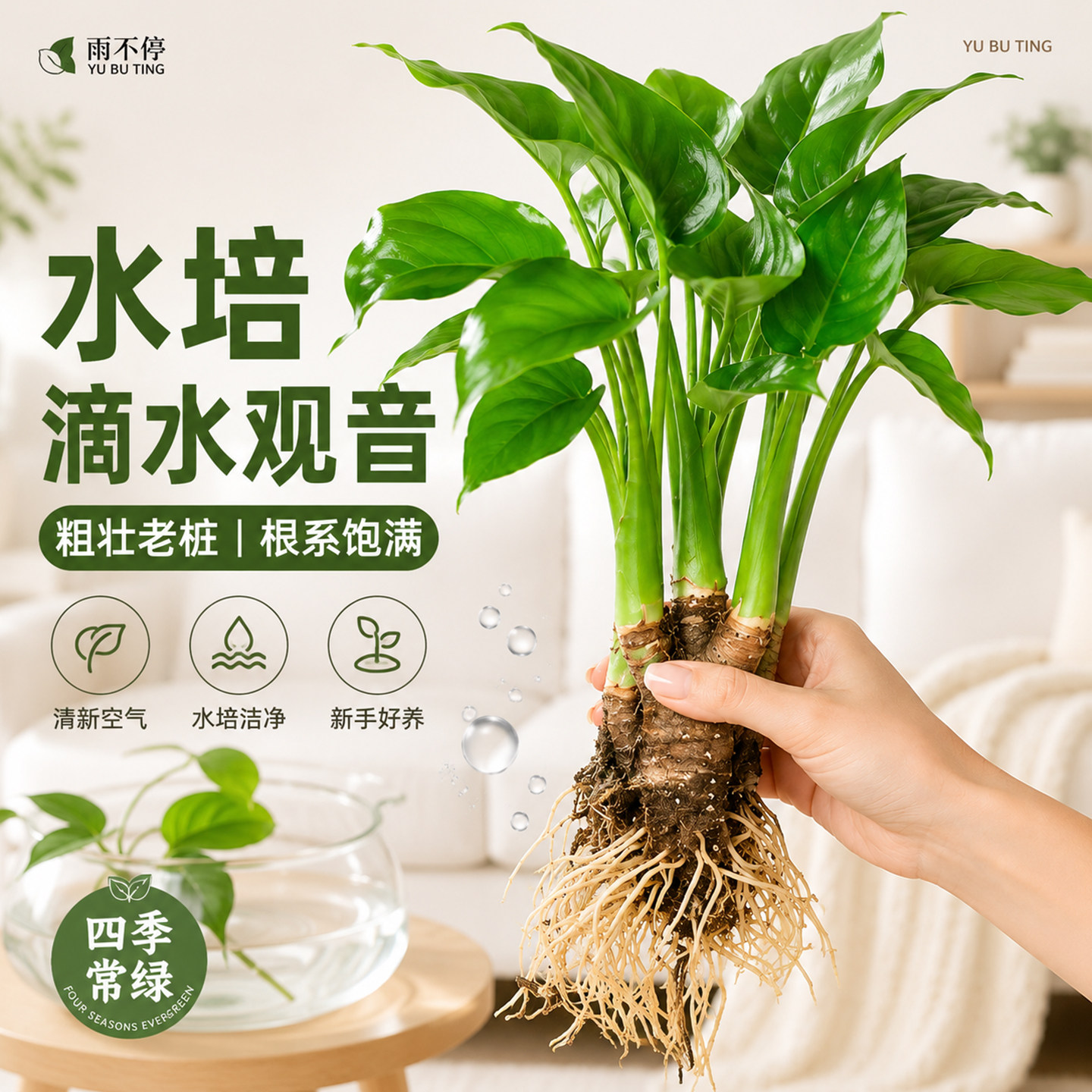 滴水观音水培植物室内绿植盆栽客厅办公室桌面盆景四季大叶霸王芋