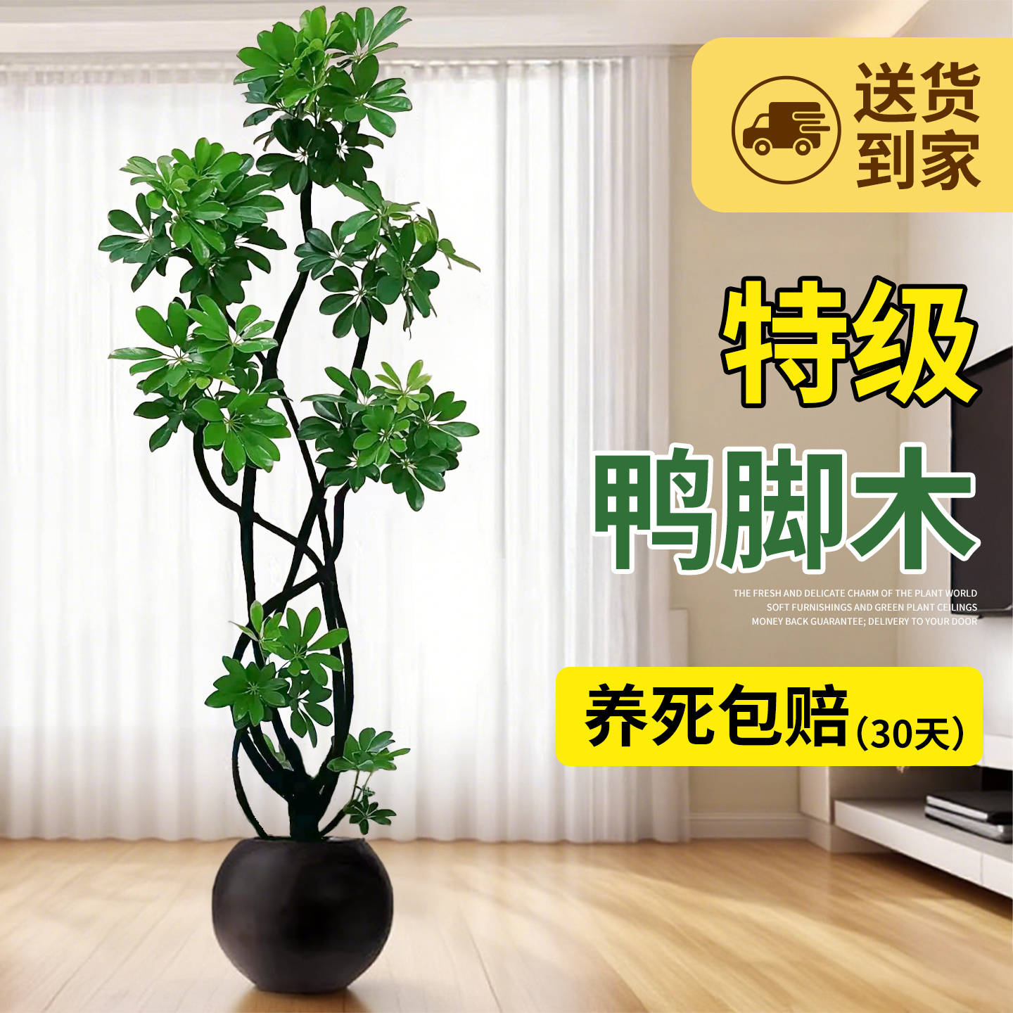 鸭脚木客厅大盆栽室内大型绿植高级感植物八方来财造型老桩鸭掌木