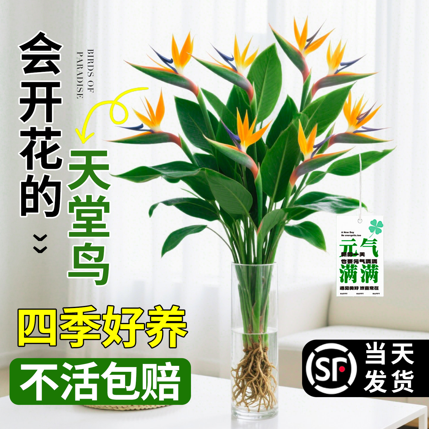天堂鸟绿植水培植物室内好养盆栽