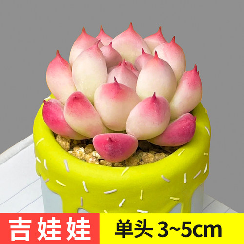 吉娃娃多肉植物组合盆栽绿植花卉小盆景办公室内冷门高端稀有品种