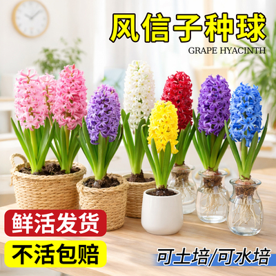 进口风信子种球带花苞盆栽水培植物室内水养土培带芽冬季耐寒花卉
