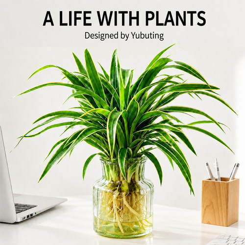 水培植物金边吊兰水养办公室绿植