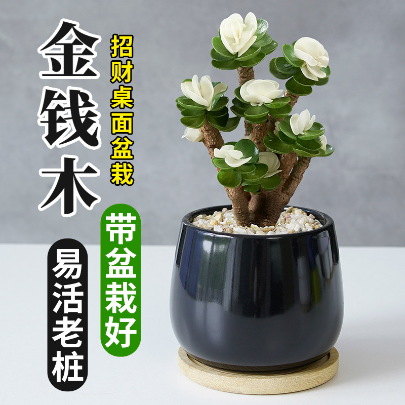 金钱木多肉植物绿植室内小盆栽组合招财玉锦老桩花卉室内桌面好养