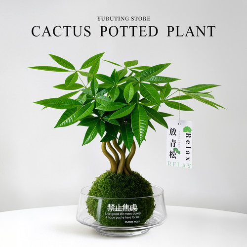奇趣发财树水培植物绿植盆栽室内好养办公室桌面招财盆景四季常青