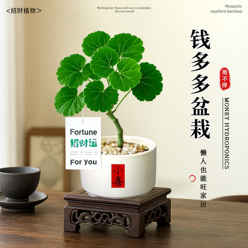 福禄桐钱多多盆栽招财旺宅懒人
