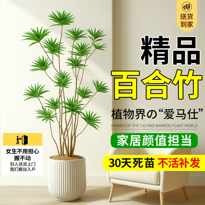百合竹客厅大型绿植物盆栽办公室内高级感造型金边百合竹四季常青
