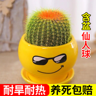 仙人球小盆栽仙人掌科办公电脑桌面多肉植物室内绿植花卉好养活