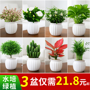 绿萝发财树绿植小盆栽办公室内花卉富贵竹绿箩栀子花水培懒人好养