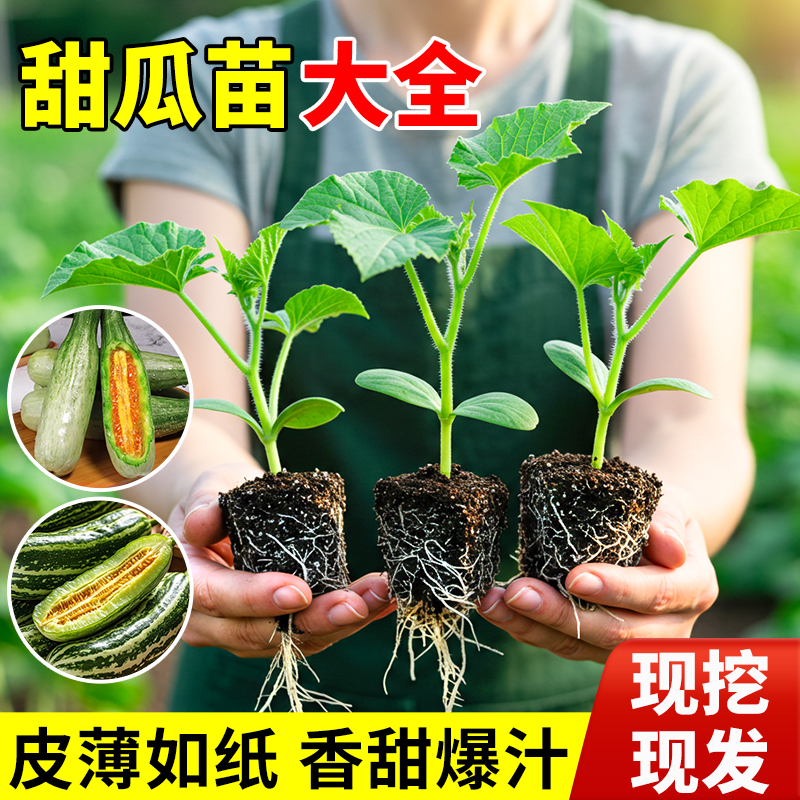 甜瓜苗蔬菜秧苗幼苗地栽绿宝石冰糖子嫁接博洋九号超甜山东羊角蜜