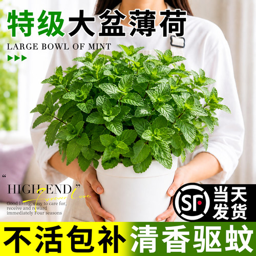 食品级薄荷盆栽可食用大苗室内驱蚊绿植留兰香迷迭香四季香草植物