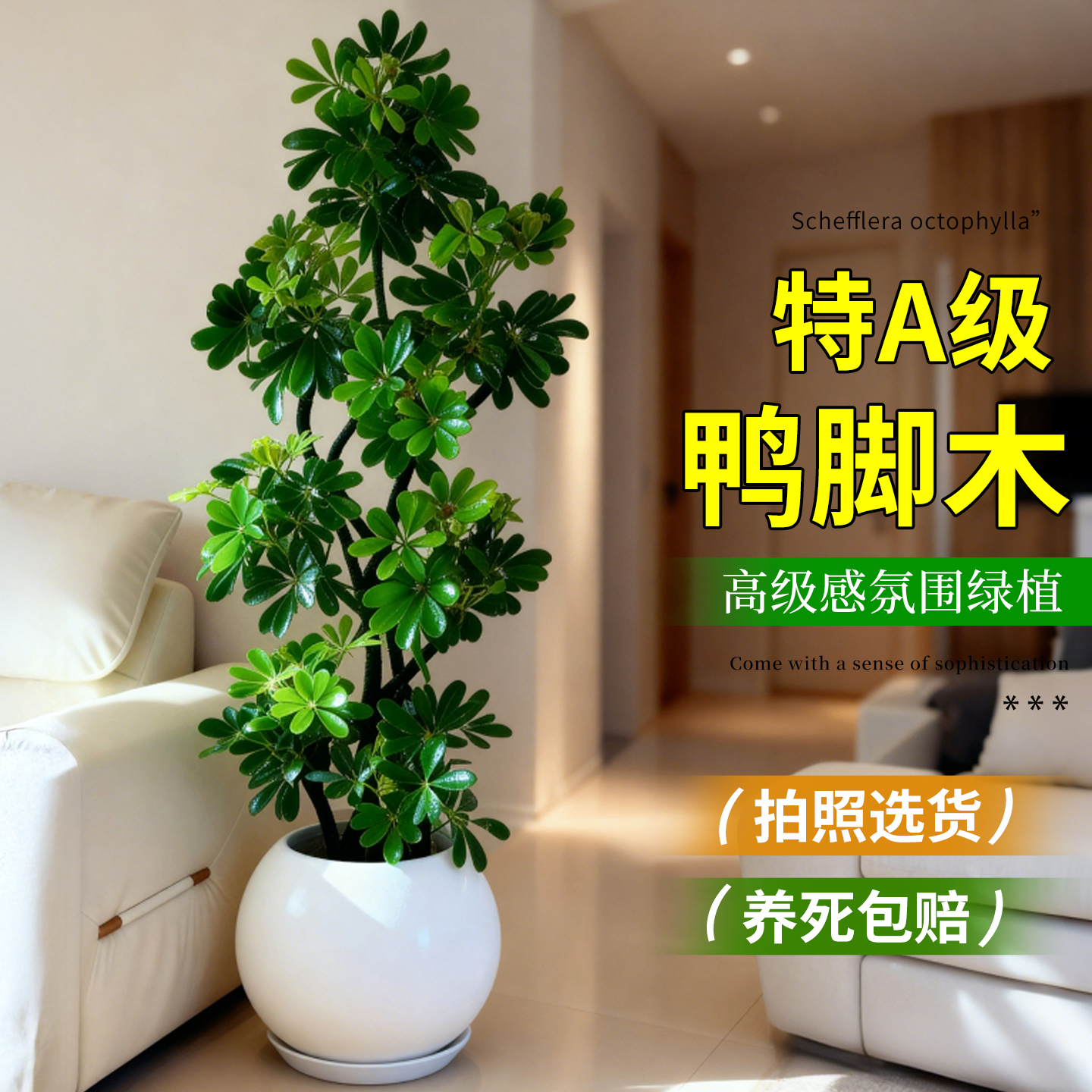 鸭脚木大型绿植高级感客厅八方来财室内造景落地摆件四季常青植物